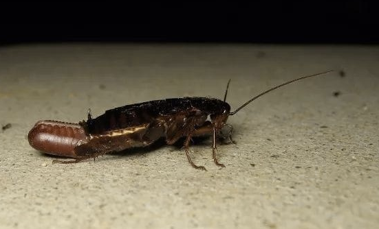 蟑螂是怎么繁殖的 蟑螂繁殖速度有多快