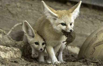 狐貍一年繁殖幾次（狐貍的繁殖是胎生還是卵生）