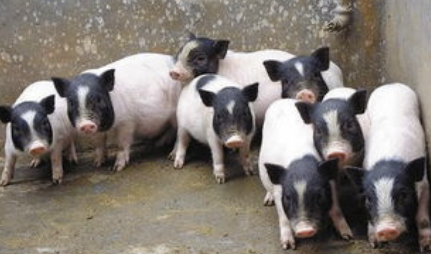 香豬養殖過程中要注意哪些問題