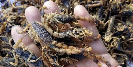 養殖的蝎子和野生蝎子有哪些區別（人工養殖蝎具有什么特點）