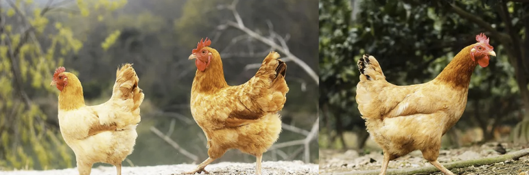 三黃雞和普通雞的區別是什么（三黃雞適合燉湯嗎）