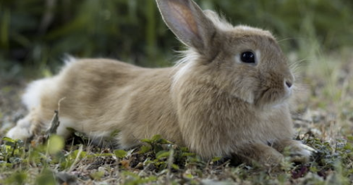 兔子換毛期要多久（兔子換毛可能會導致毛球癥）
