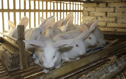 兔子養殖要注意冬天的保暖和夏天的補水