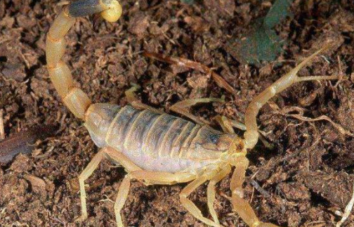 室內恒溫養殖蝎子效益可以明顯增加，生長周期大大變短