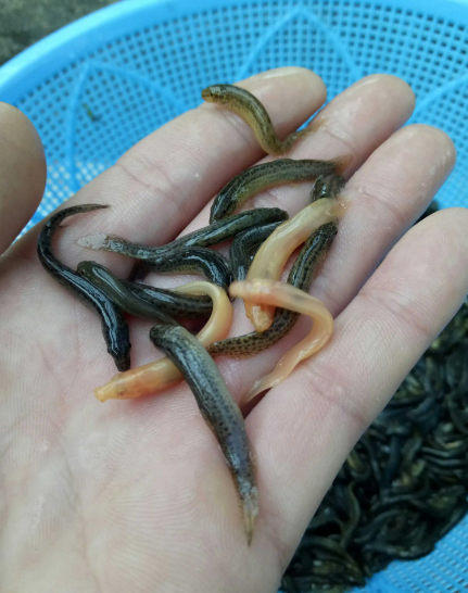 台湾泥鳅苗鳅种放养的一些注意事项和技术要点