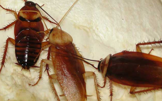 蟑螂養殖可以與土元混養，養殖蟑螂需要什么工具和設備