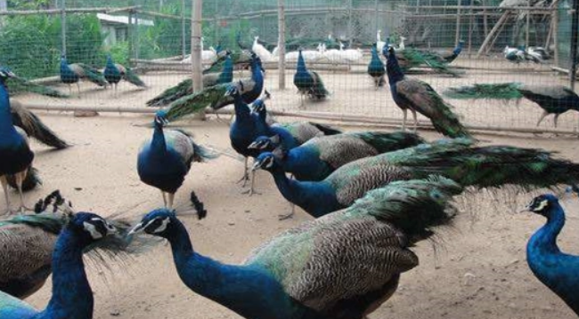 孔雀养殖场地需要多大，每群孔雀饲养多少只合适呢