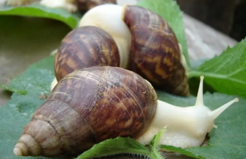 白玉蜗牛寿命一般是多久，产蛋期可以持续多长时间呢