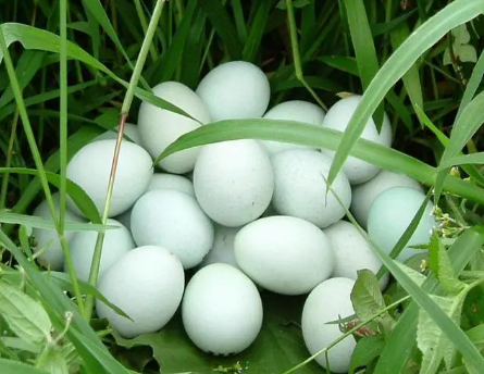 綠殼蛋雞為什么會下綠殼蛋（怎樣提高綠殼蛋雞的產蛋量）